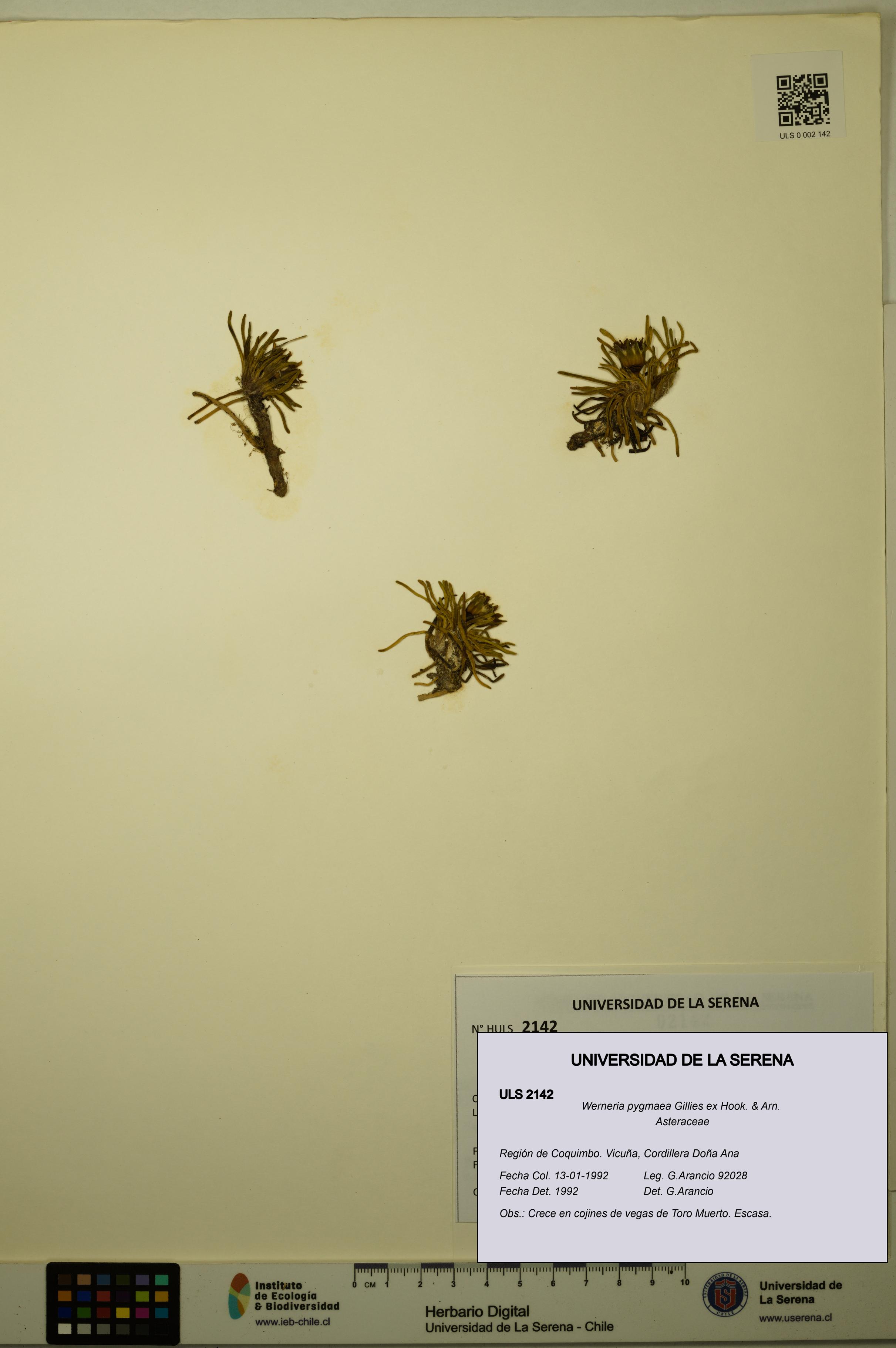 Werneria pygmaea [Espécimen: ULS:ULS:0002142]