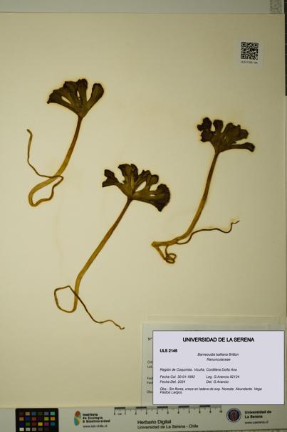 Barneoudia balliana [Espécimen: ]