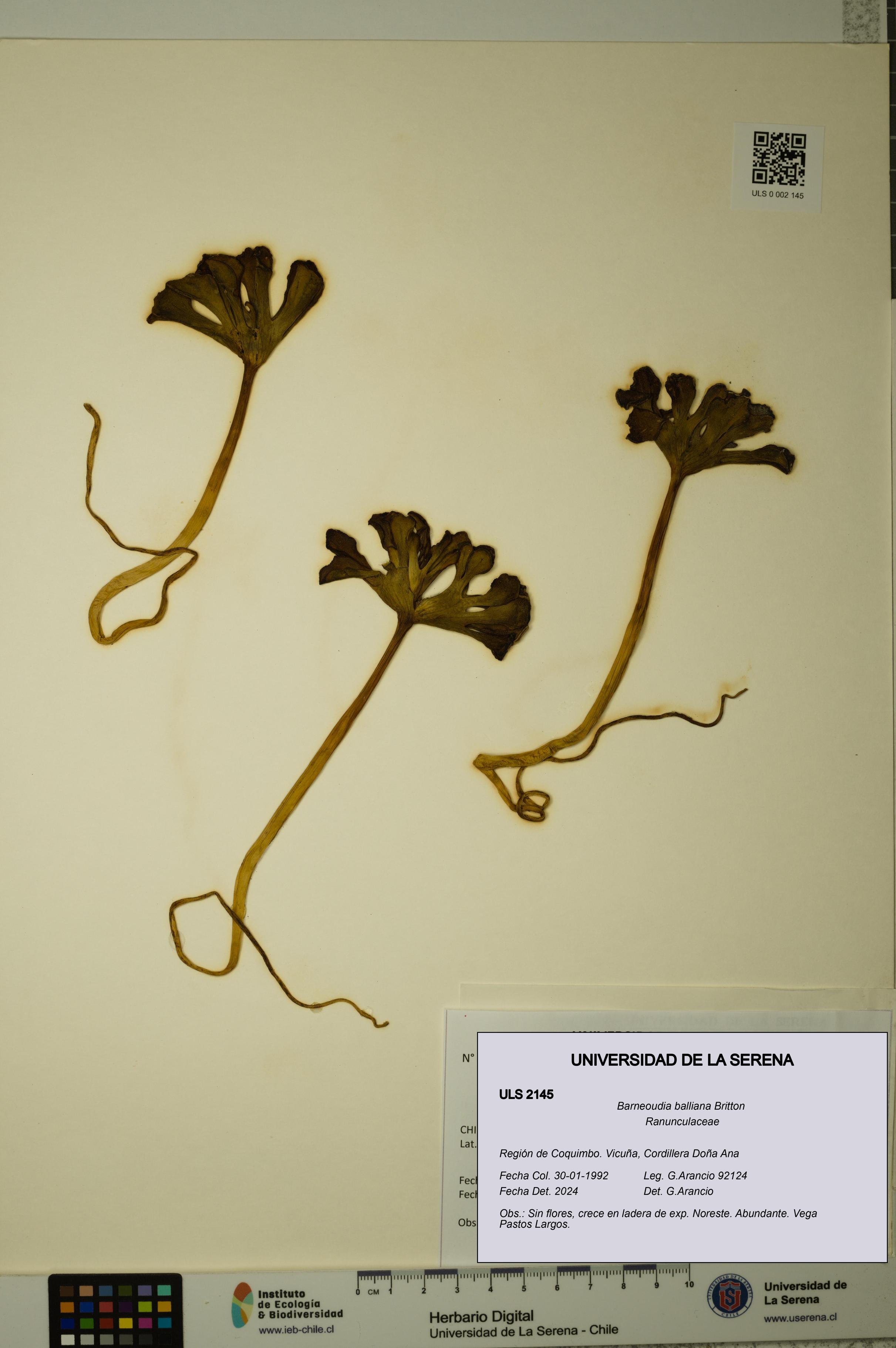 Barneoudia balliana [Espécimen: ]