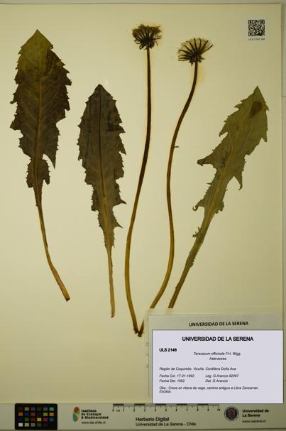 Taraxacum officinale [Espécimen: ULS:ULS:0002146]