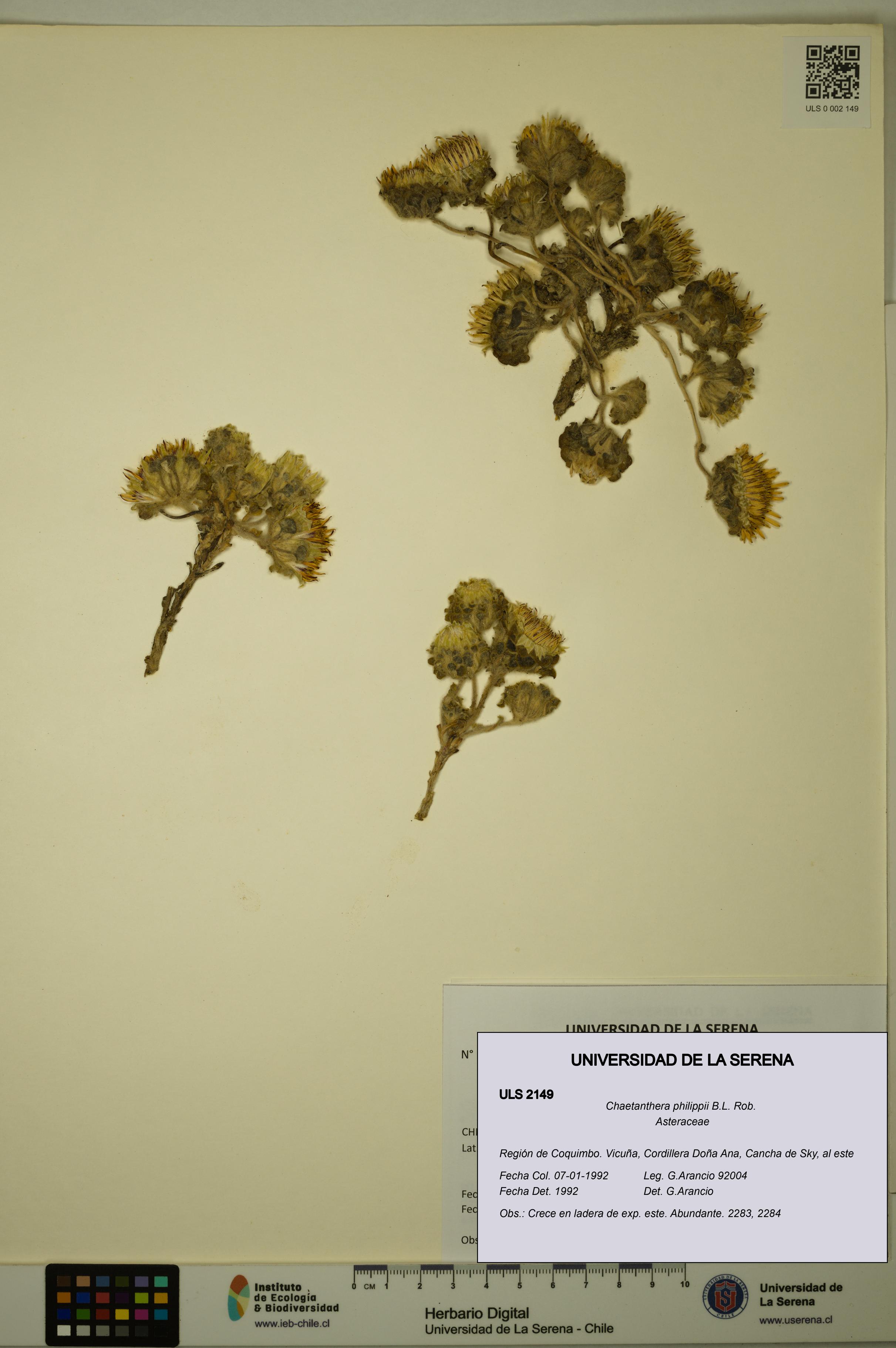 Chaetanthera philippii [Espécimen: ULS:ULS:0002149]