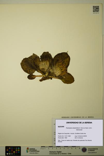 Pachylaena atriplicifolia [Espécimen: ]