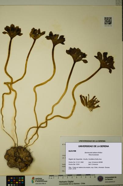 Barneoudia balliana [Espécimen: ]