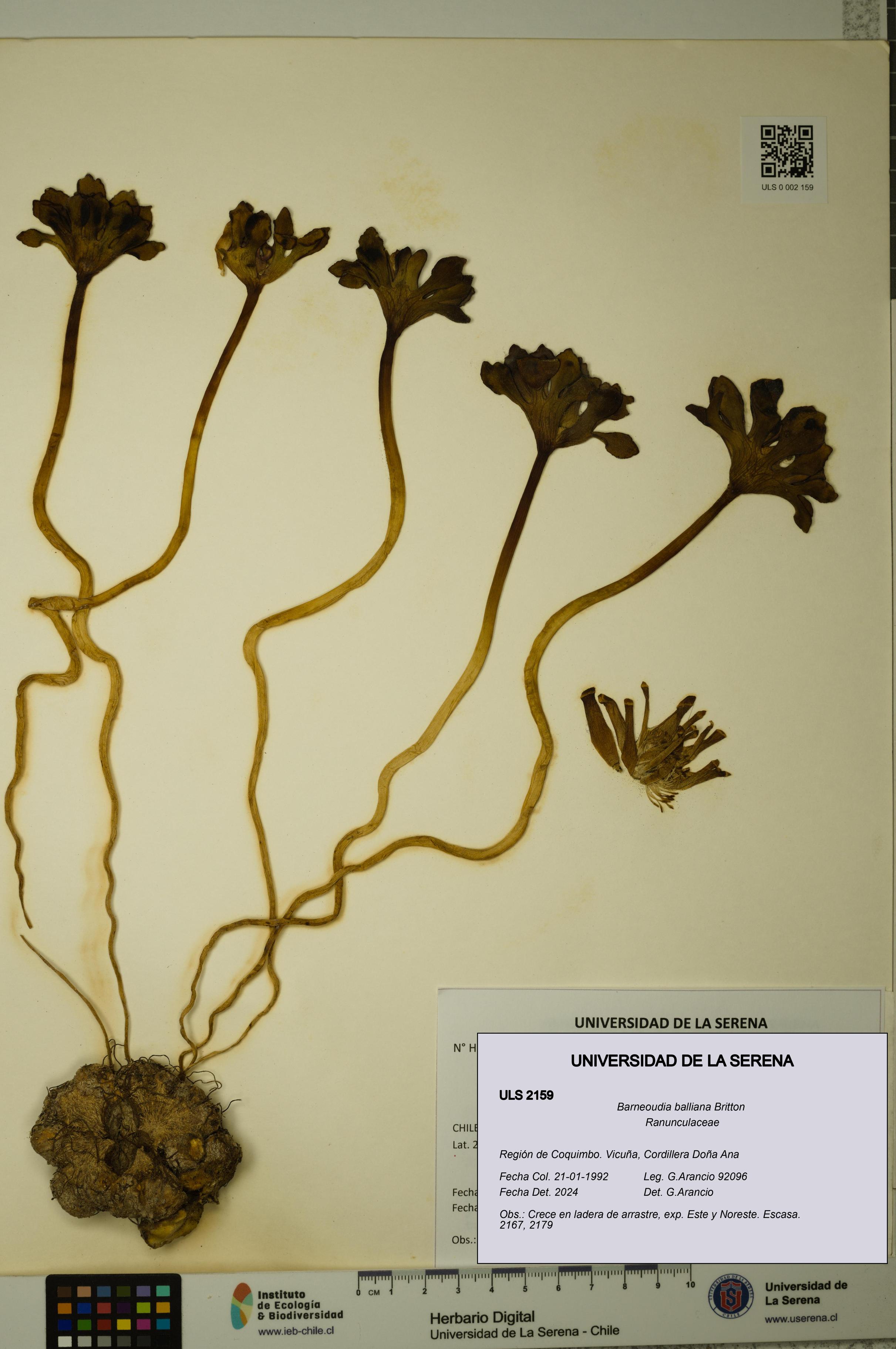 Barneoudia balliana [Espécimen: ]