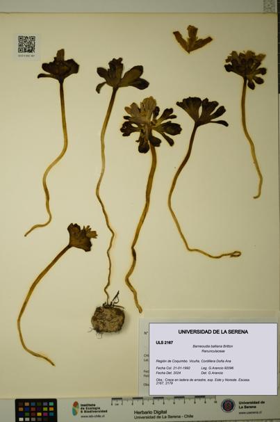 Barneoudia balliana [Espécimen: ]