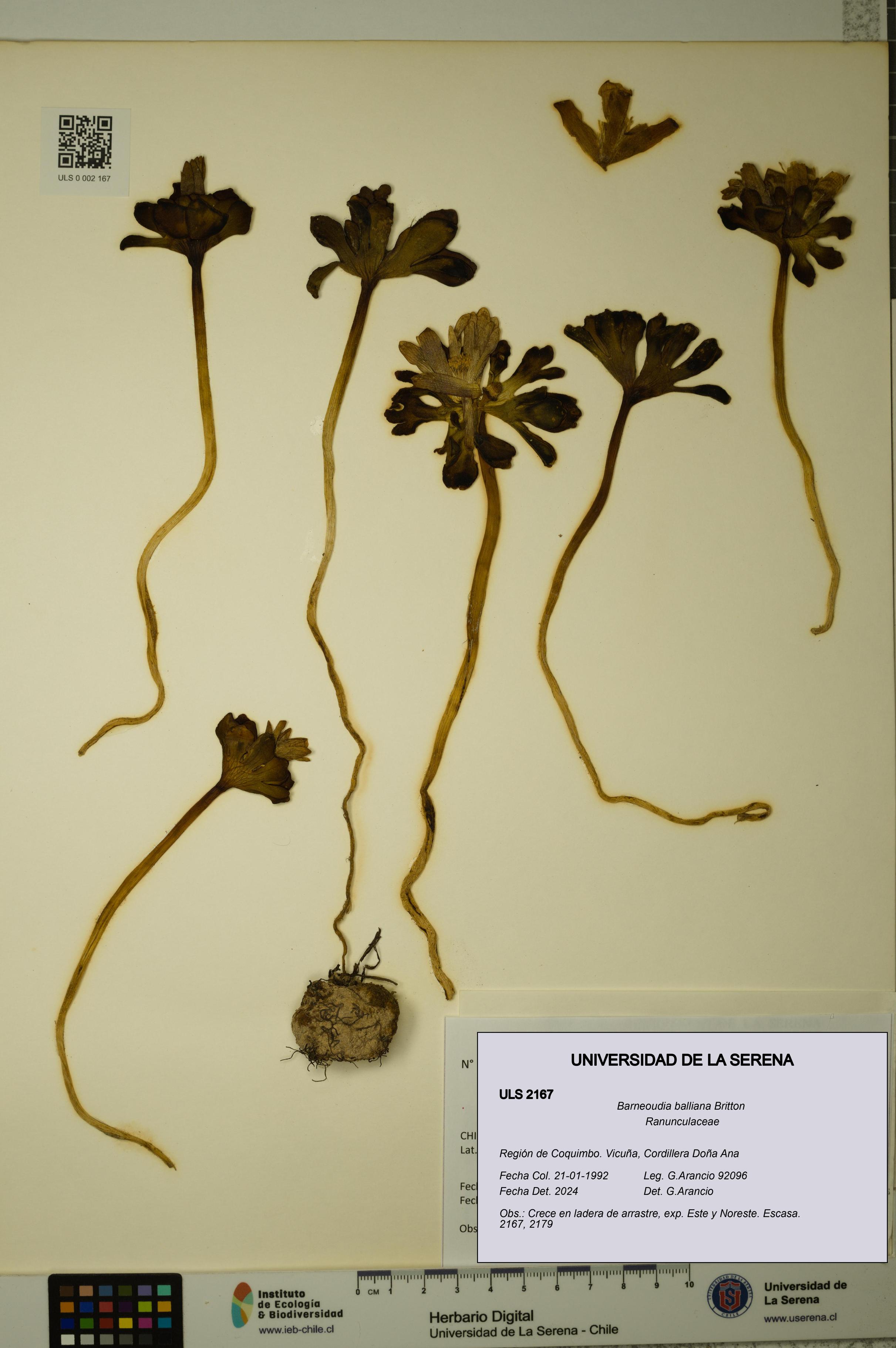 Barneoudia balliana [Espécimen: ]