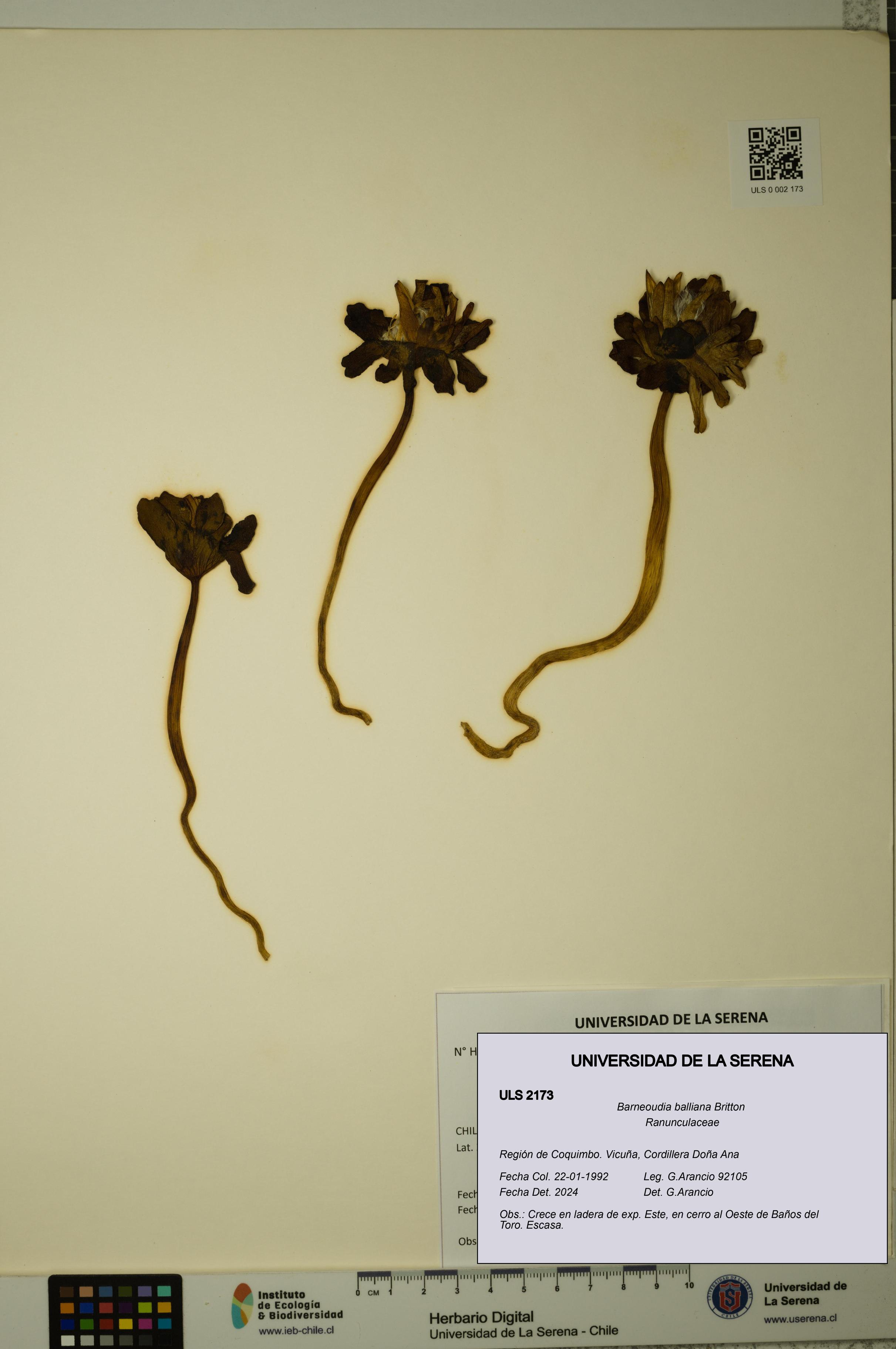 Barneoudia balliana [Espécimen: ]