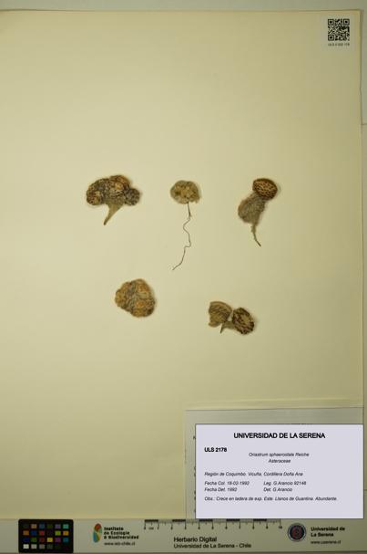 Oriastrum sphaeroidale [Espécimen: ULS:ULS:0002178]