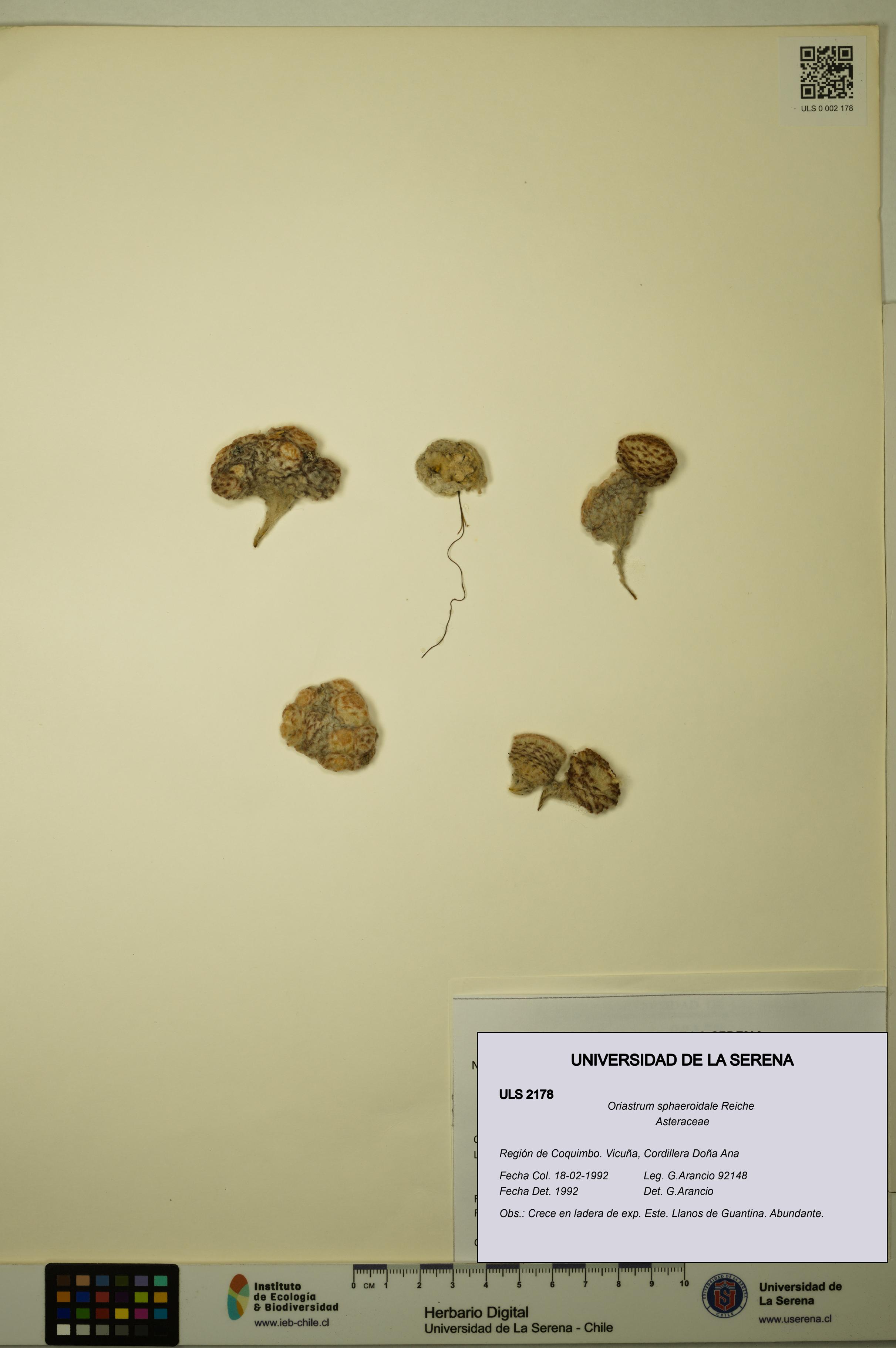 Oriastrum sphaeroidale [Espécimen: ULS:ULS:0002178]