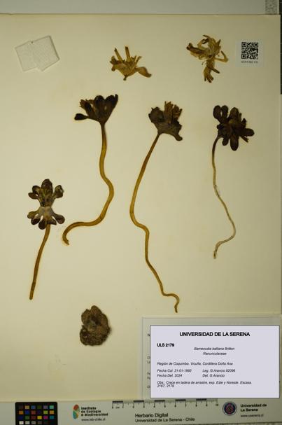 Barneoudia balliana [Espécimen: ]