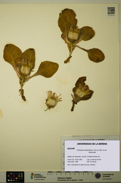 Pachylaena atriplicifolia [Espécimen: ]