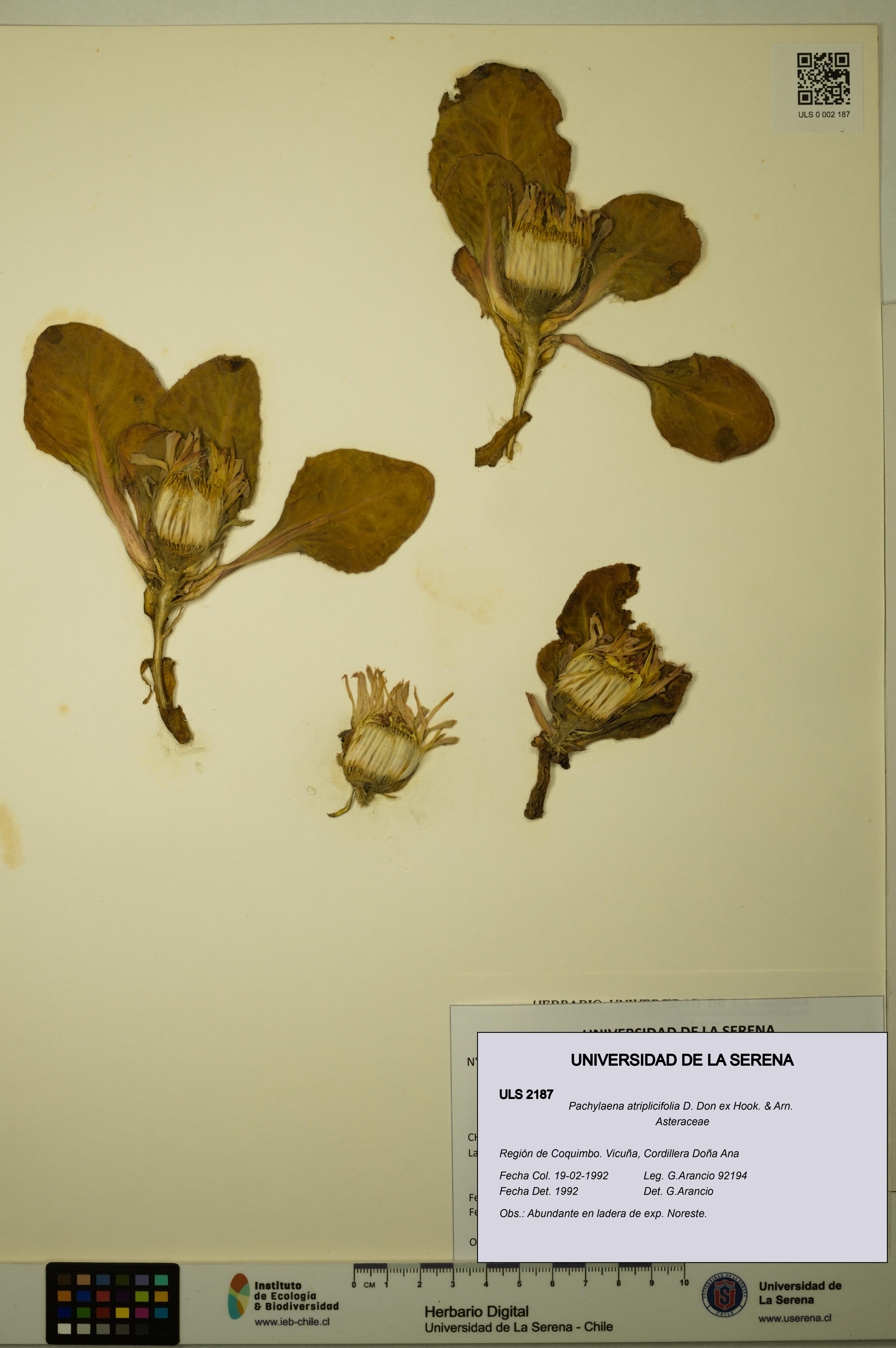 Pachylaena atriplicifolia [Espécimen: ]