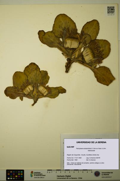 Pachylaena atriplicifolia [Espécimen: ]