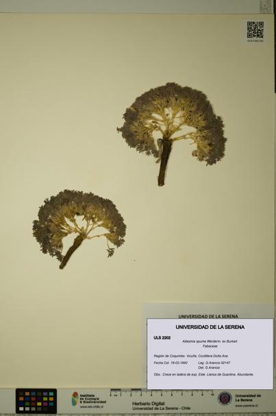 Adesmia spuma [Espécimen: ULS:ULS:0002202]
