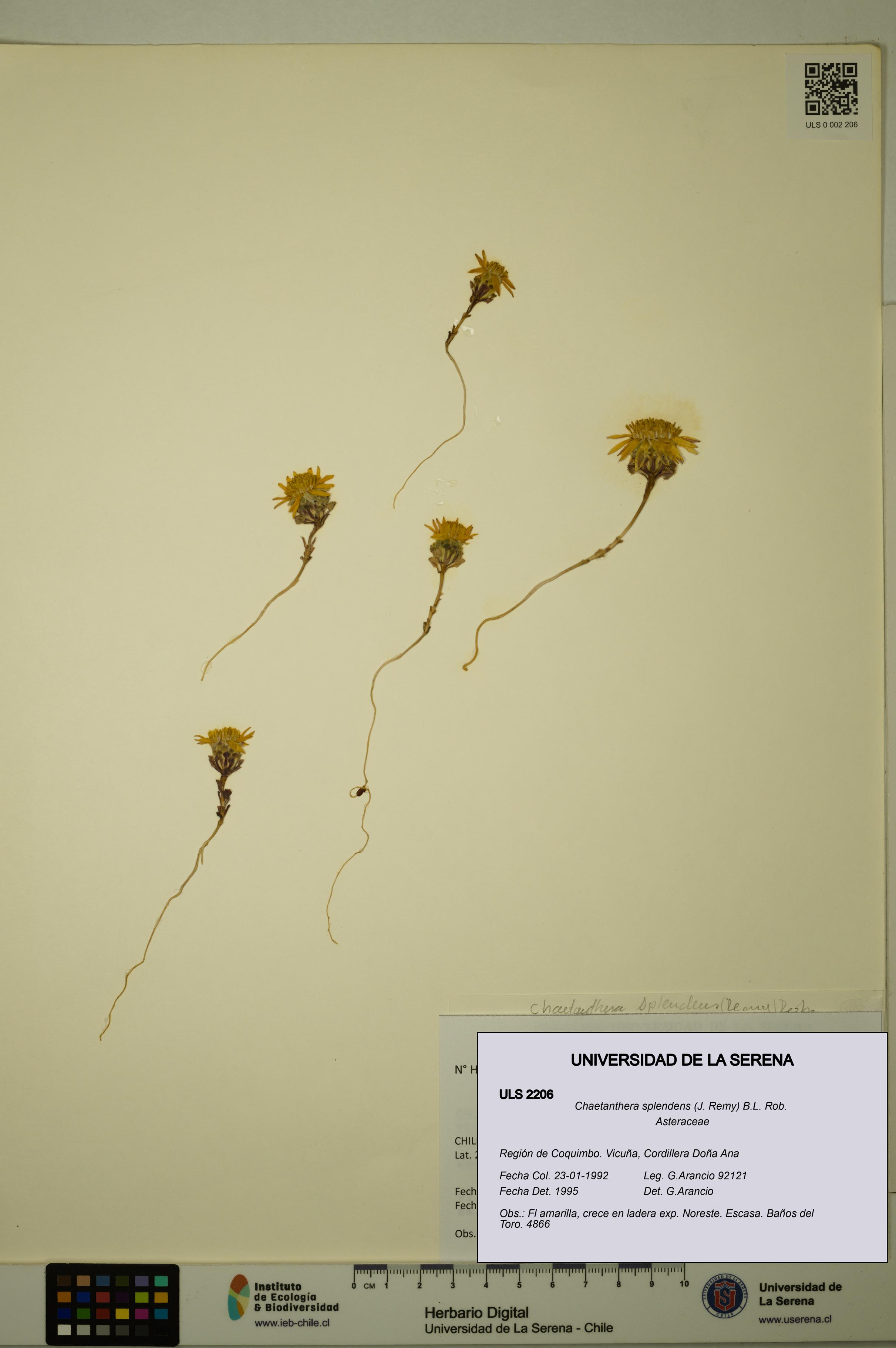 Chaetanthera splendens [Espécimen: ULS:ULS:0002206]
