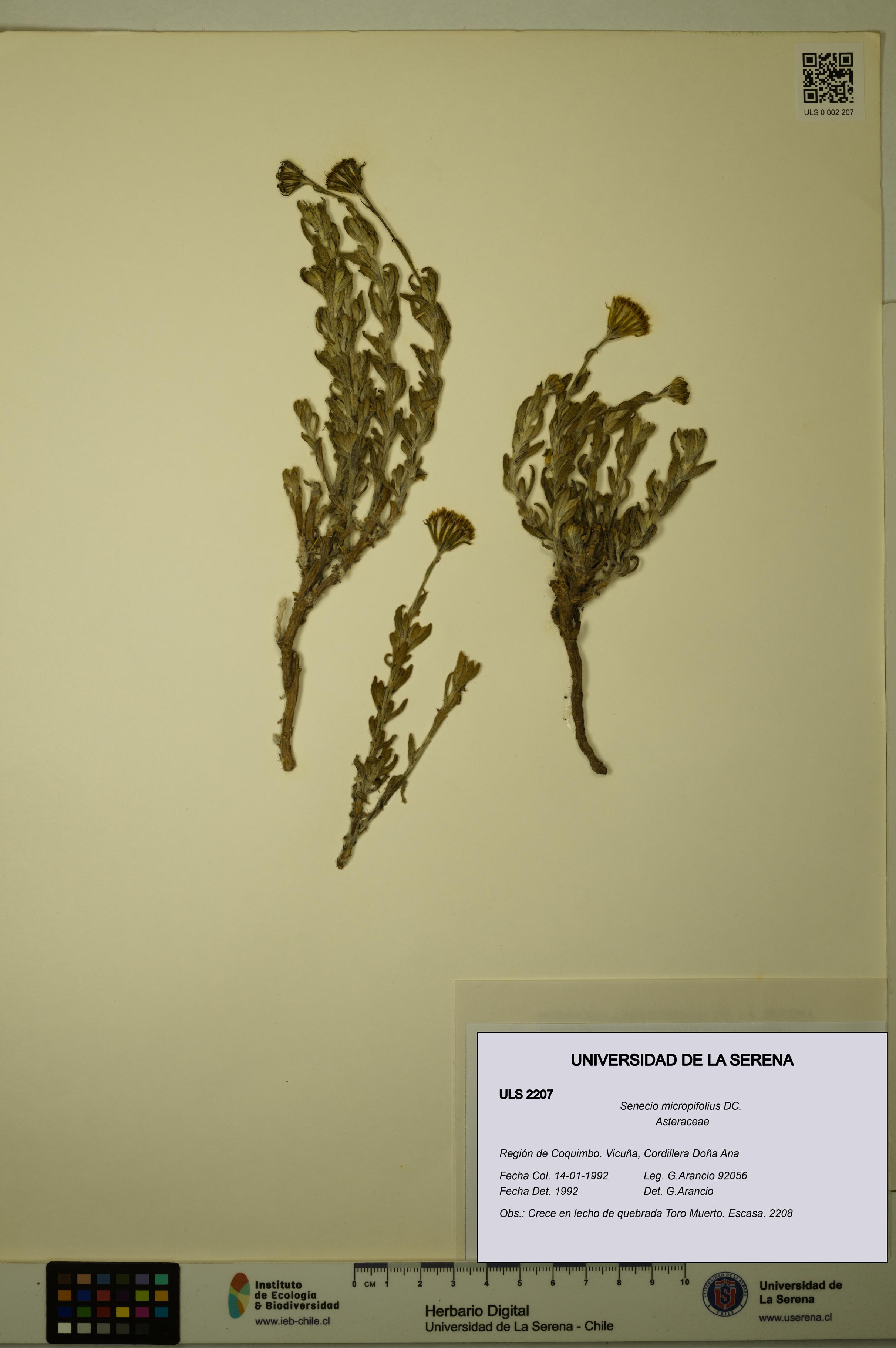 Senecio micropifolius [Espécimen: ULS:ULS:0002207]