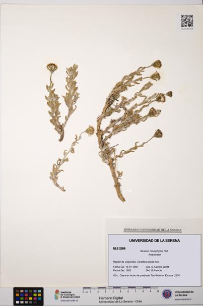 Senecio microphyllus [Espécimen: ULS:ULS:0002208]
