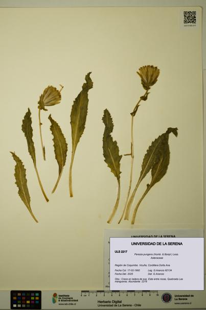 Perezia pungens [Espécimen: ULS:ULS:0002217]