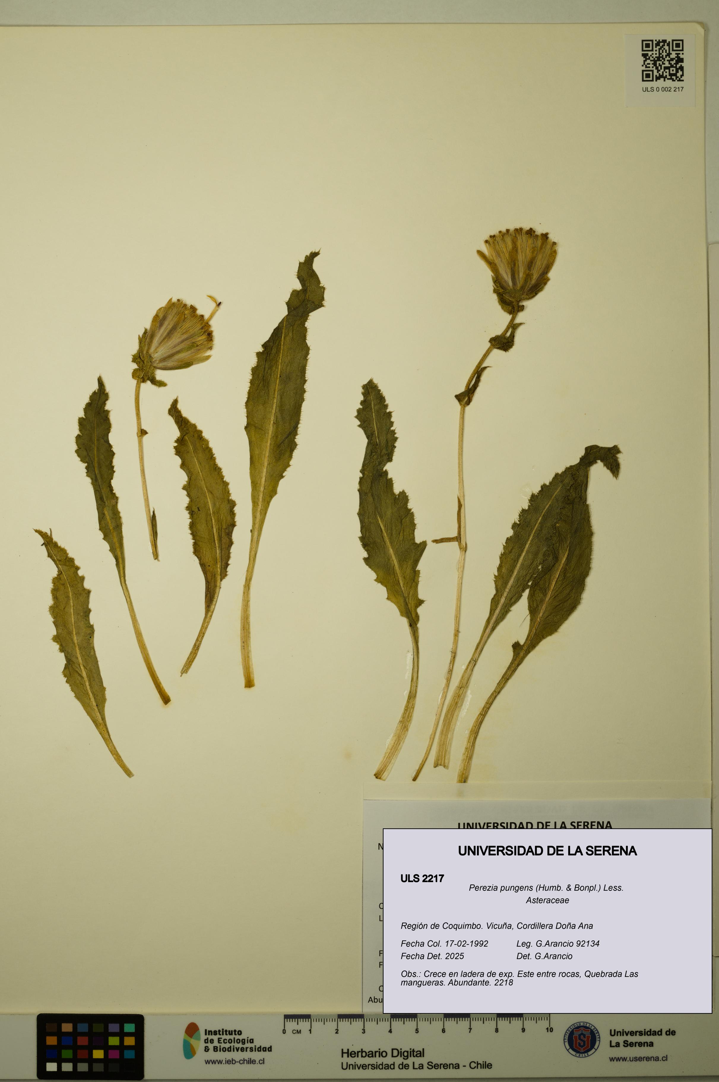 Perezia pungens [Espécimen: ULS:ULS:0002217]