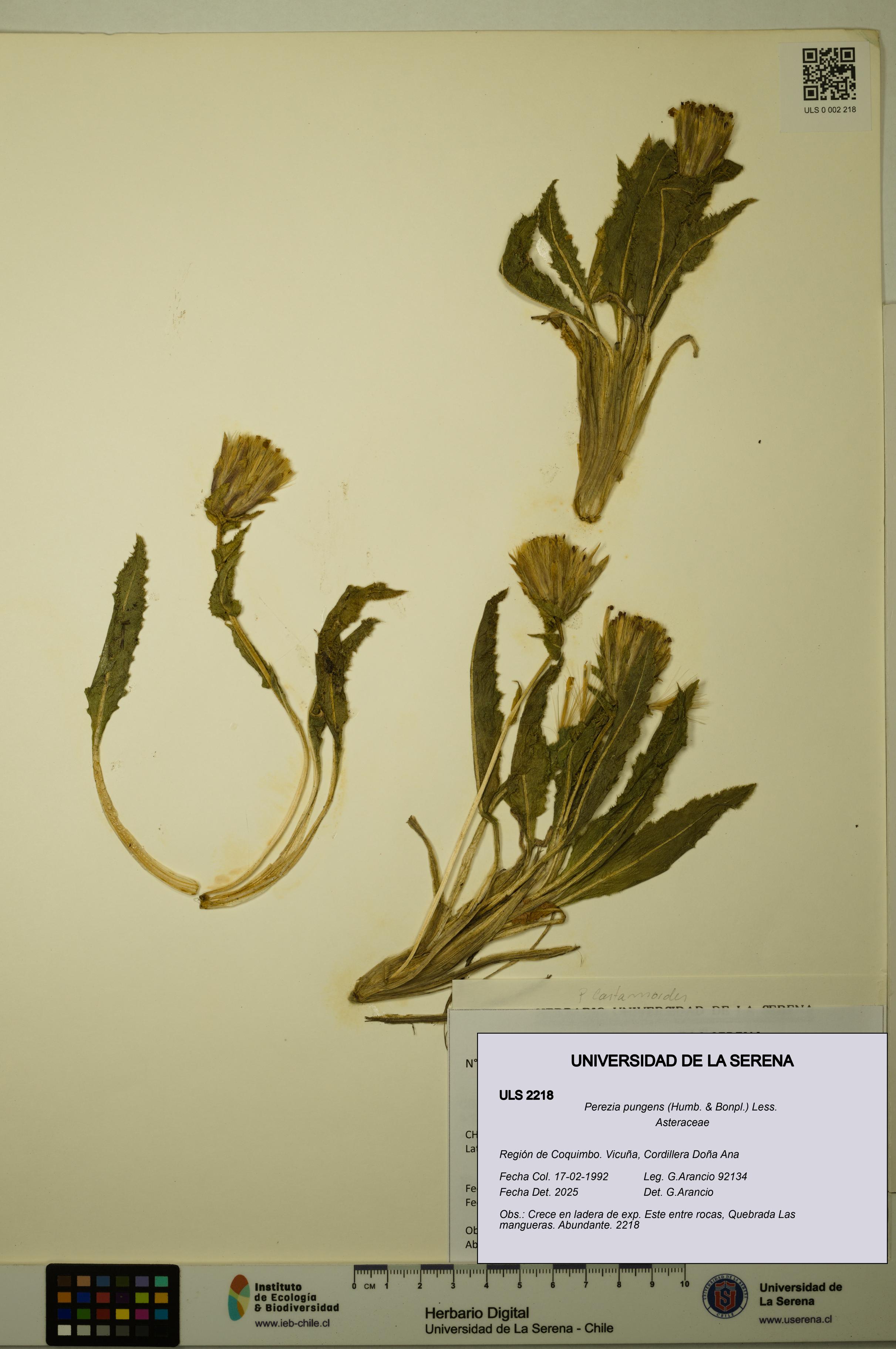 Perezia pungens [Espécimen: ULS:ULS:0002218]