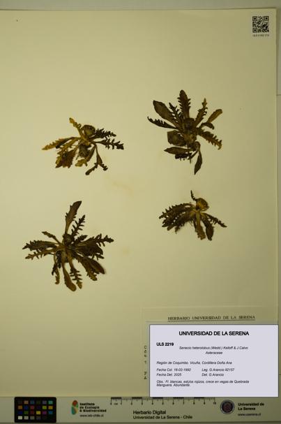Senecio heterolobus [Espécimen: ULS:ULS:0002219]