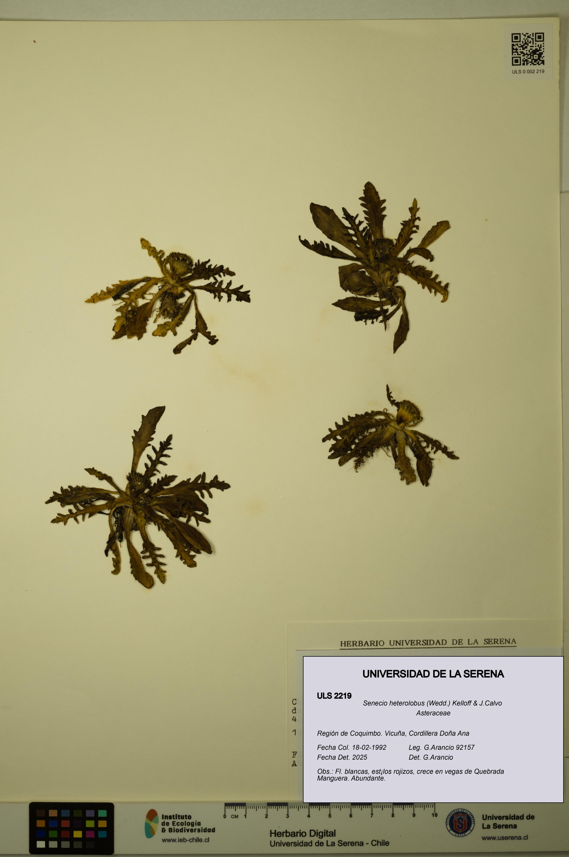 Senecio heterolobus [Espécimen: ULS:ULS:0002219]