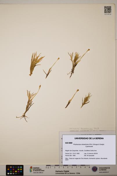 Phylloscirpus deserticola [Espécimen: ULS:ULS:0002222]