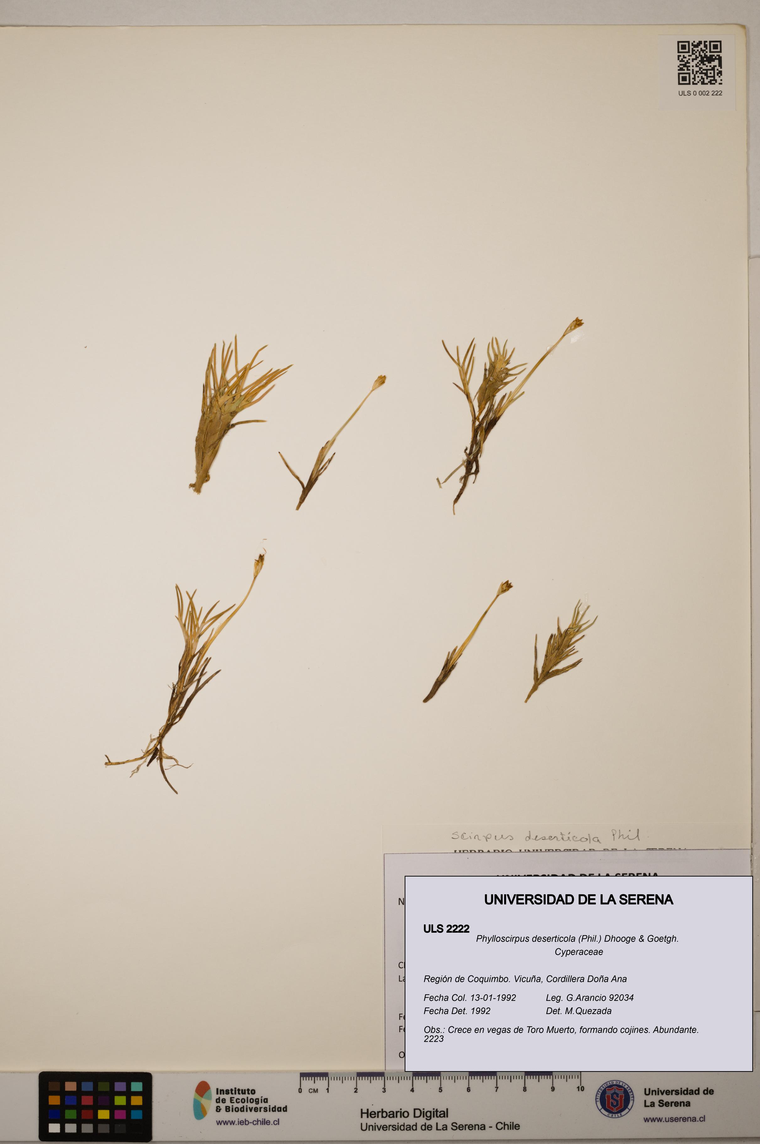 Phylloscirpus deserticola [Espécimen: ULS:ULS:0002222]