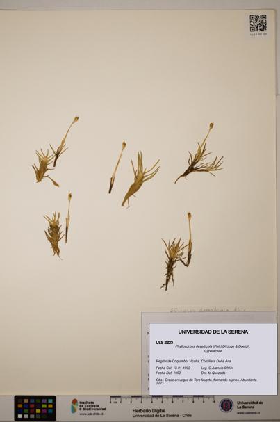 Phylloscirpus deserticola [Espécimen: ULS:ULS:0002223]