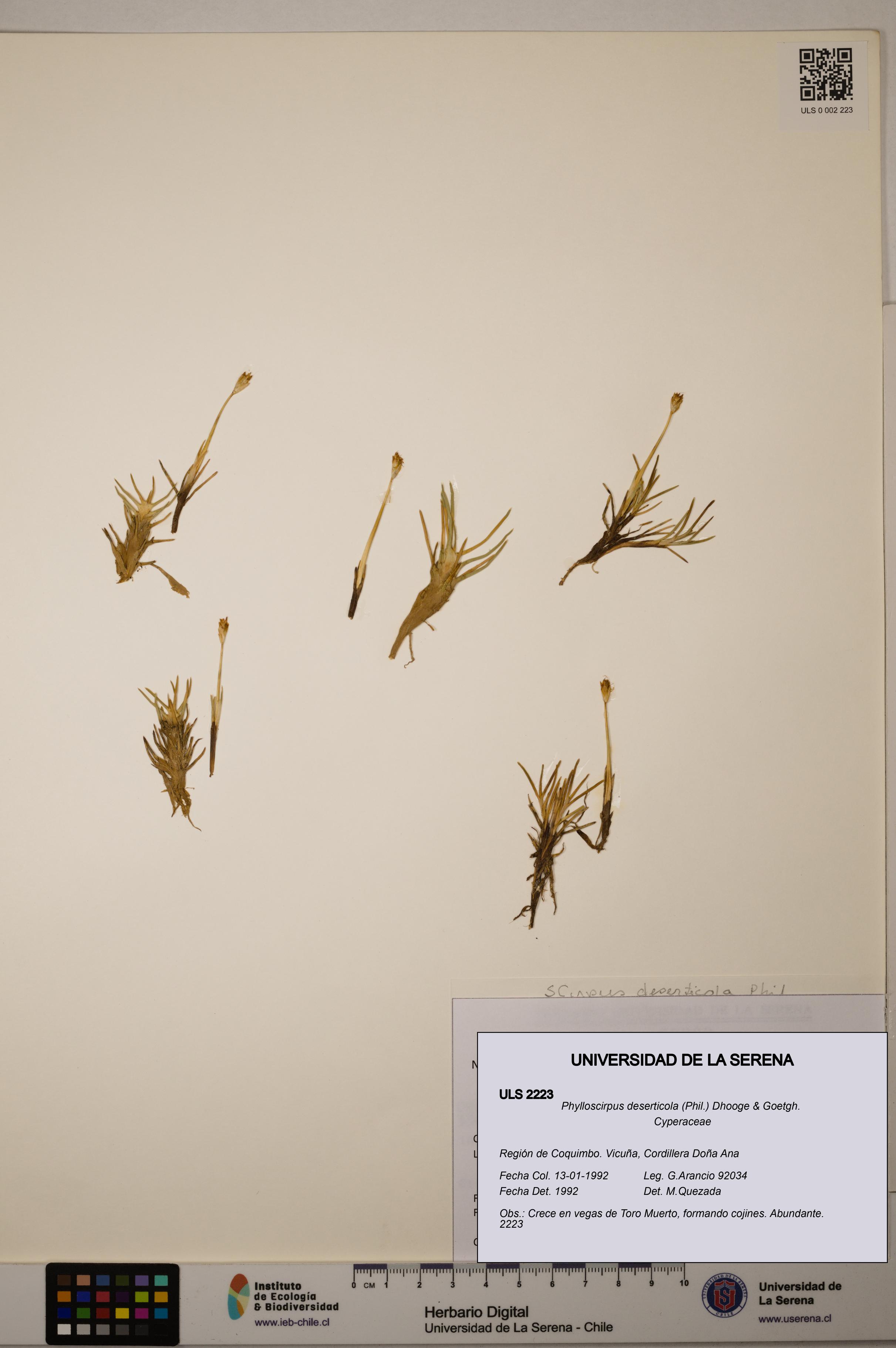 Phylloscirpus deserticola [Espécimen: ULS:ULS:0002223]