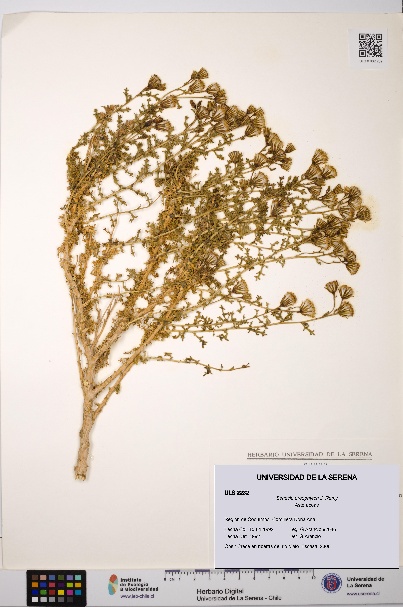 Senecio oreophyton [Espécimen: ULS:ULS:0002232]