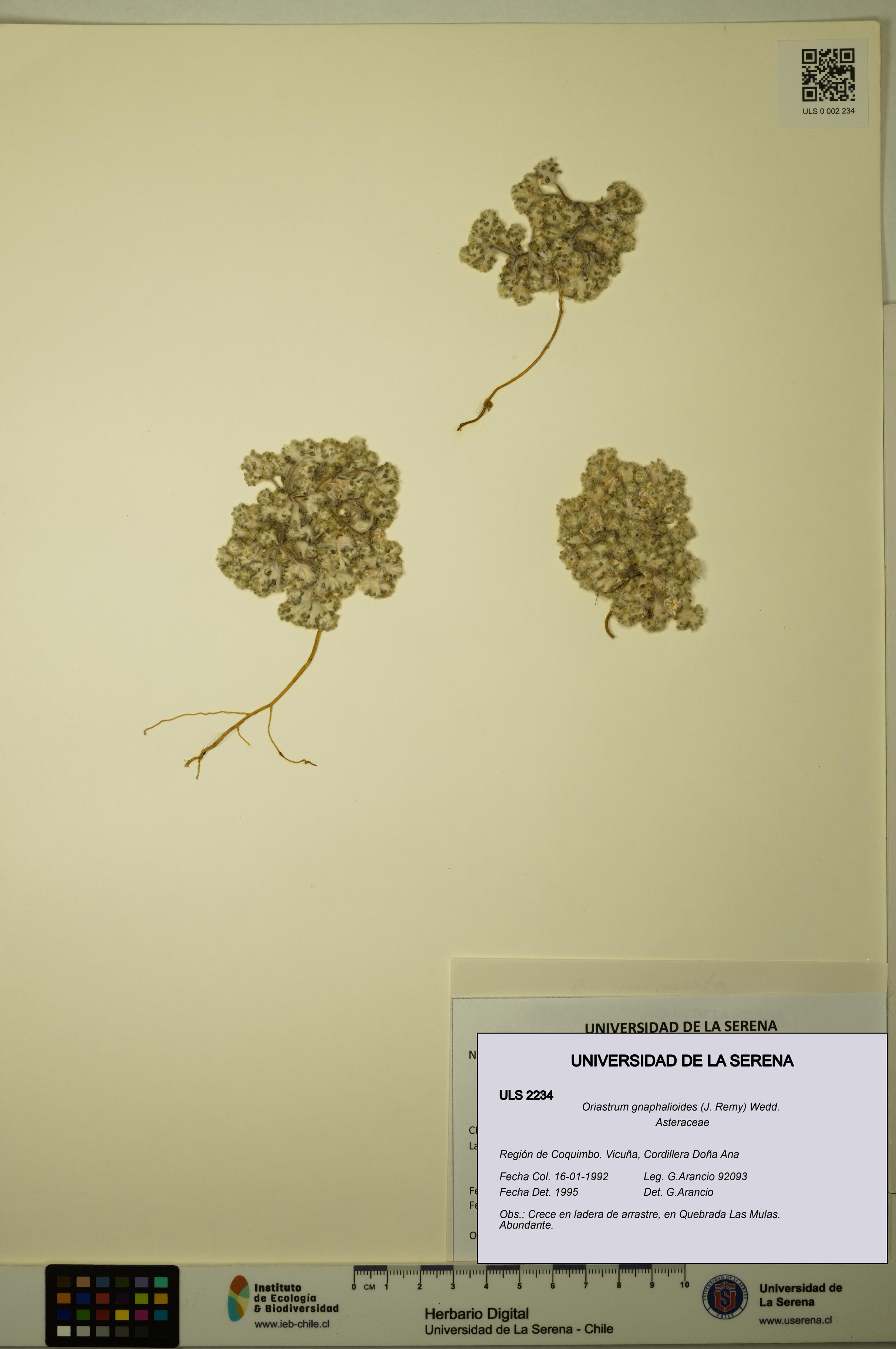 Oriastrum gnaphalioides [Espécimen: ULS:ULS:0002234]