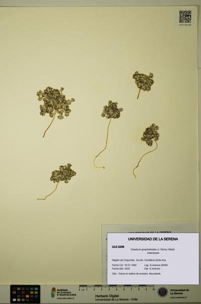 Oriastrum gnaphalioides [Espécimen: ULS:ULS:0002238]