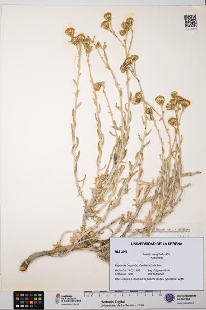 Senecio microphyllus [Espécimen: ULS:ULS:0002245]