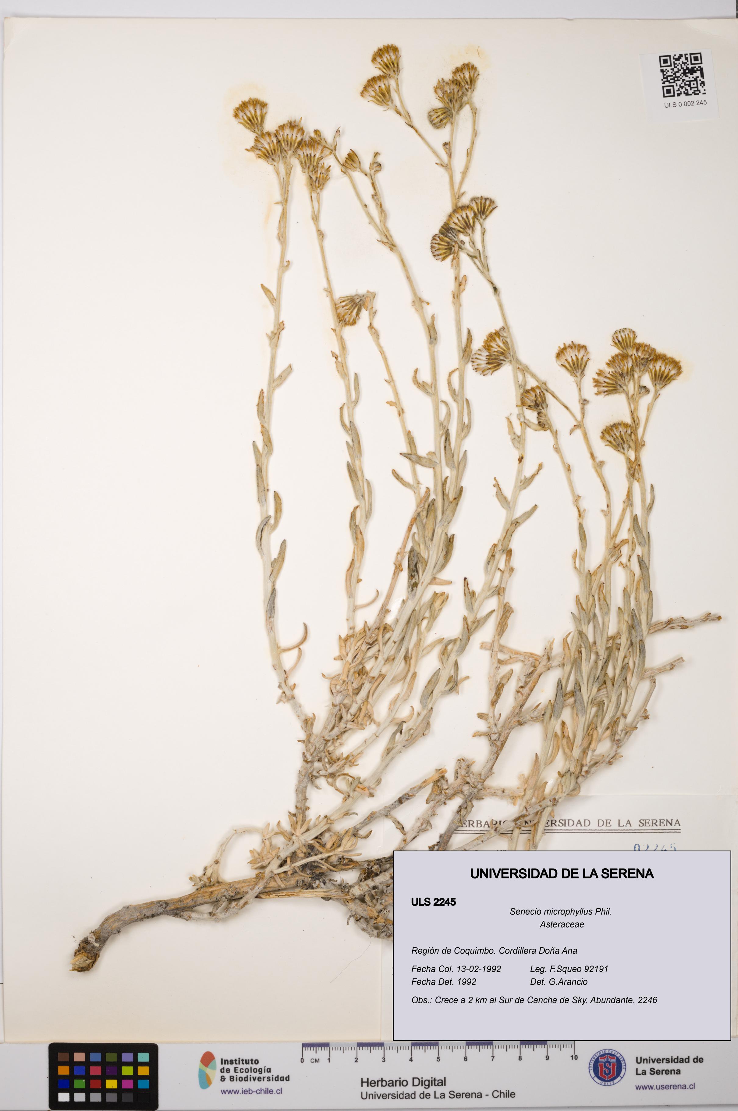 Senecio microphyllus [Espécimen: ULS:ULS:0002245]