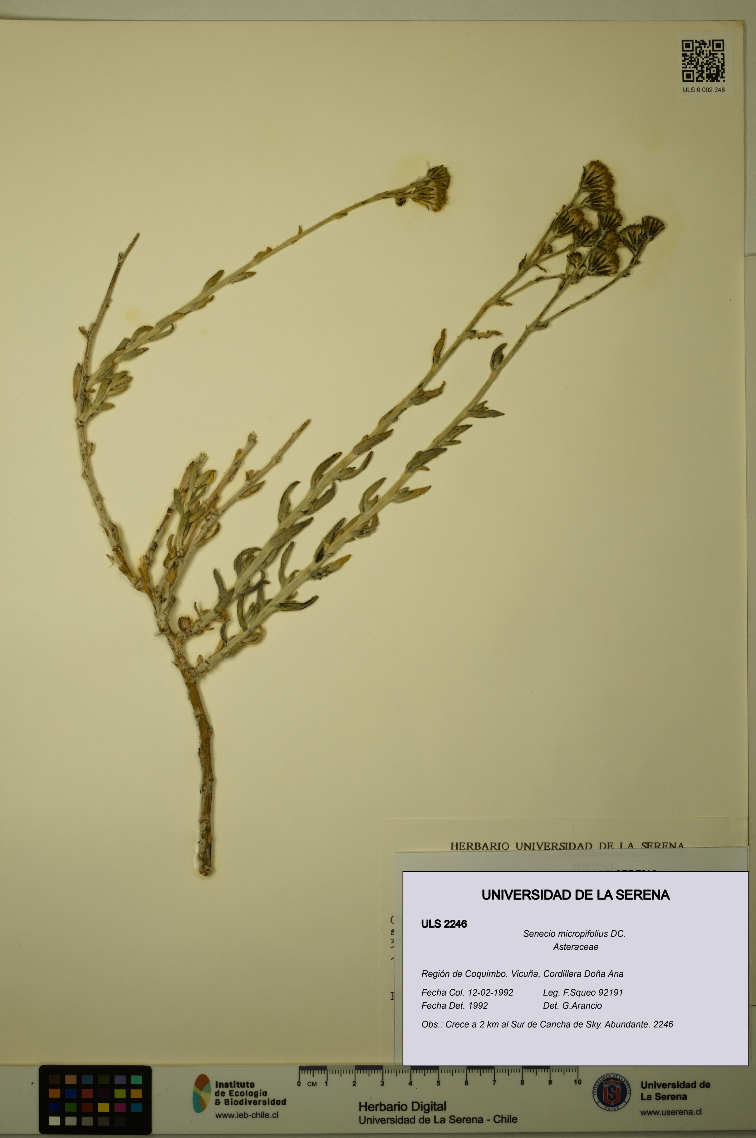 Senecio micropifolius [Espécimen: ULS:ULS:0002246]