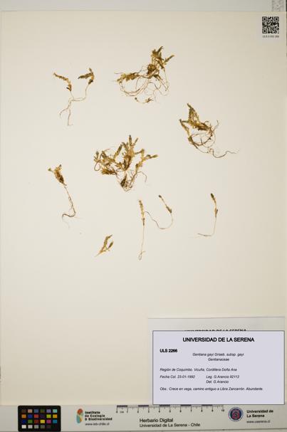 Gentiana gayi subsp. gayi [Espécimen: ULS:ULS:0002266]