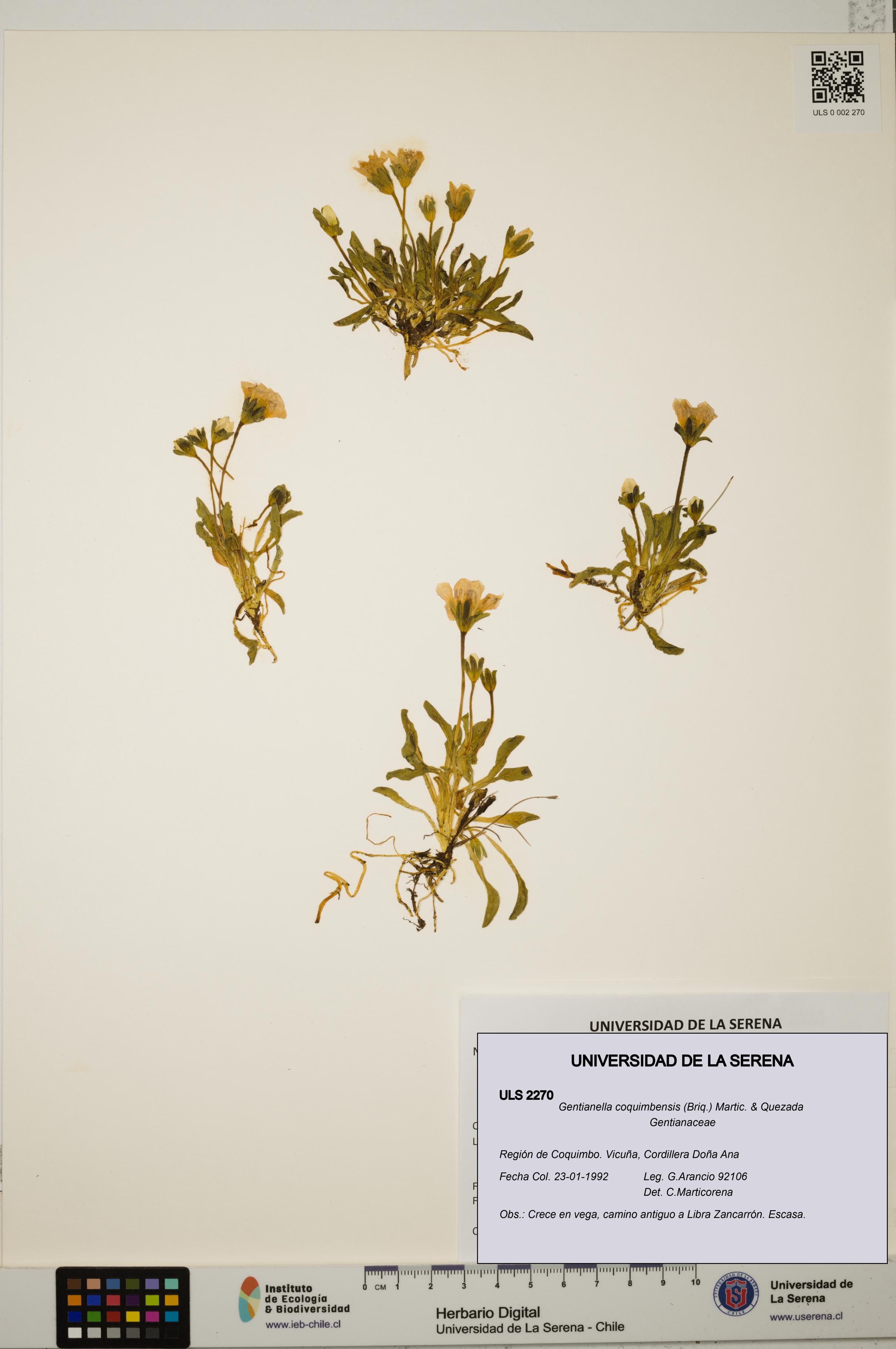 Gentianella coquimbensis [Espécimen: ULS:ULS:0002270]