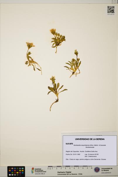 Gentianella coquimbensis [Espécimen: ULS:ULS:0002272]