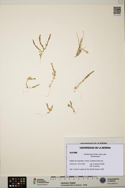 Gentiana gayi subsp. gayi [Espécimen: ULS:ULS:0002282]
