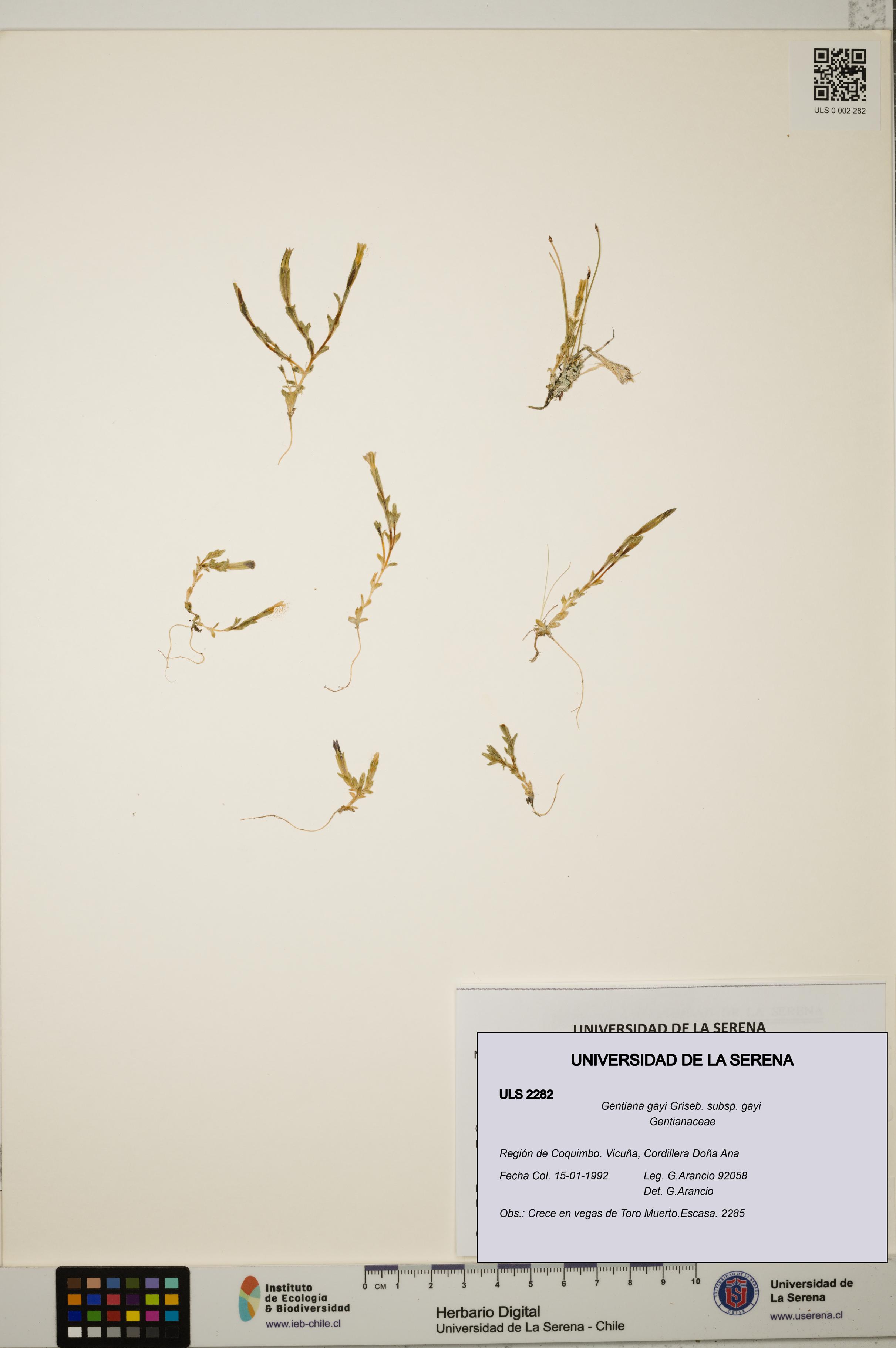 Gentiana gayi subsp. gayi [Espécimen: ULS:ULS:0002282]