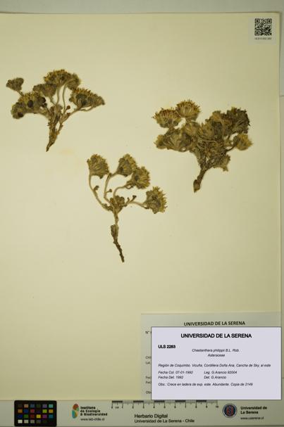 Chaetanthera philippii [Espécimen: ULS:ULS:0002283]