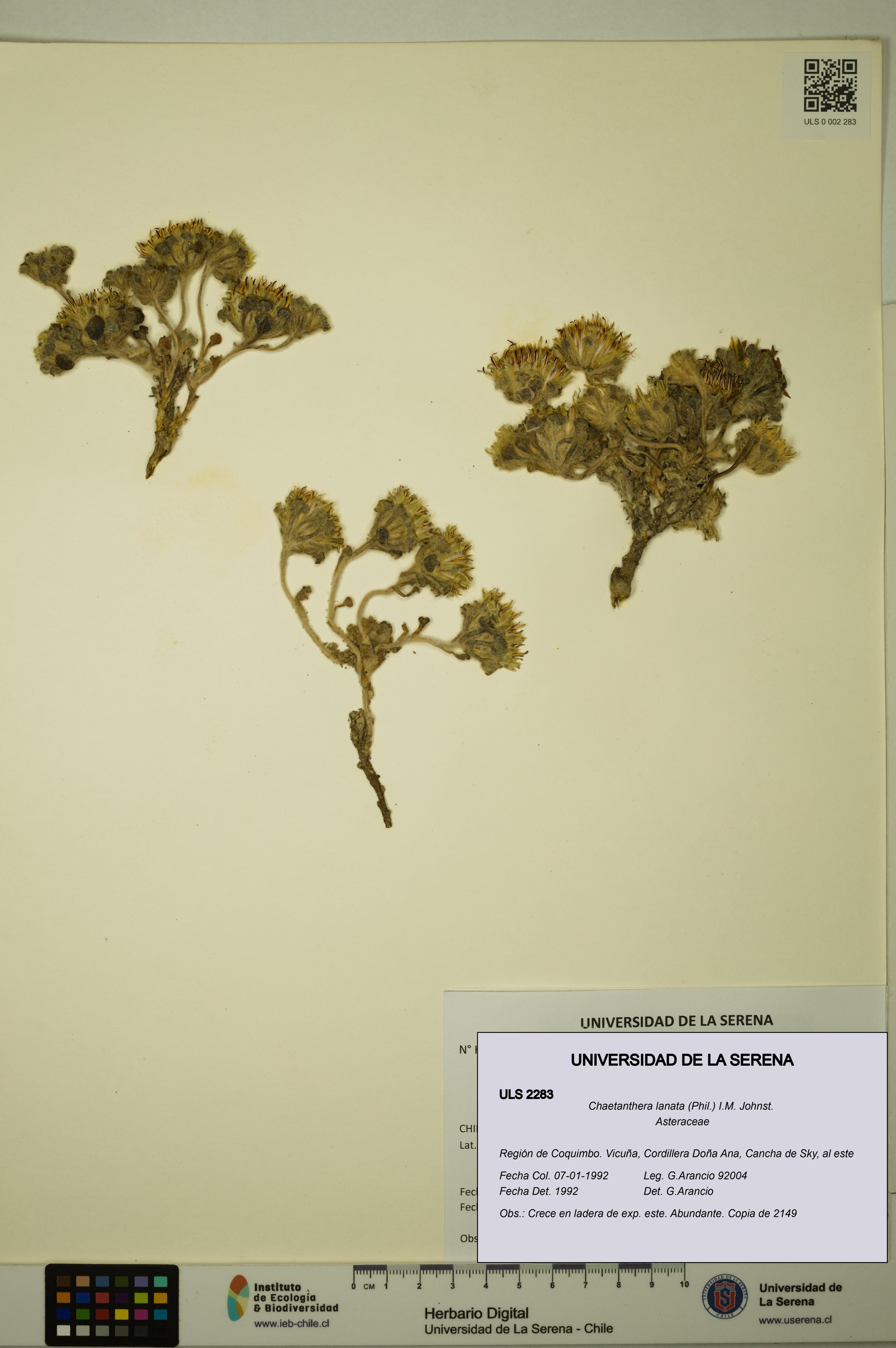 Chaetanthera lanata [Espécimen: ULS:ULS:0002283]