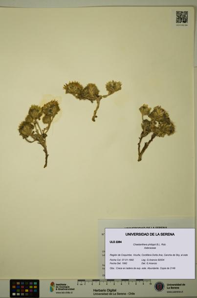 Chaetanthera philippii [Espécimen: ULS:ULS:0002284]