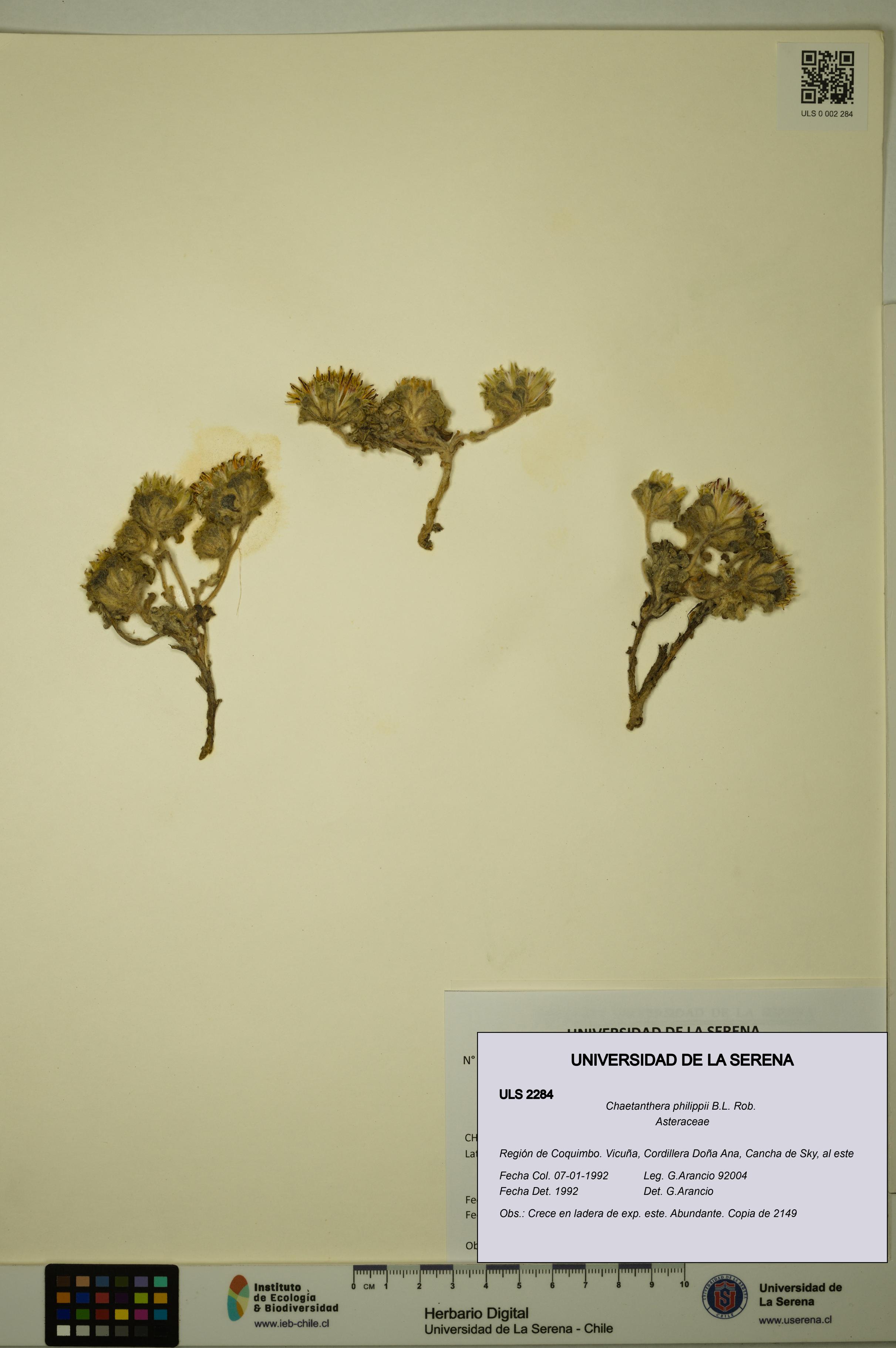 Chaetanthera philippii [Espécimen: ULS:ULS:0002284]