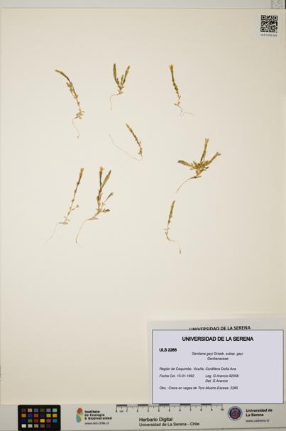 Gentiana gayi subsp. gayi [Espécimen: ULS:ULS:0002285]