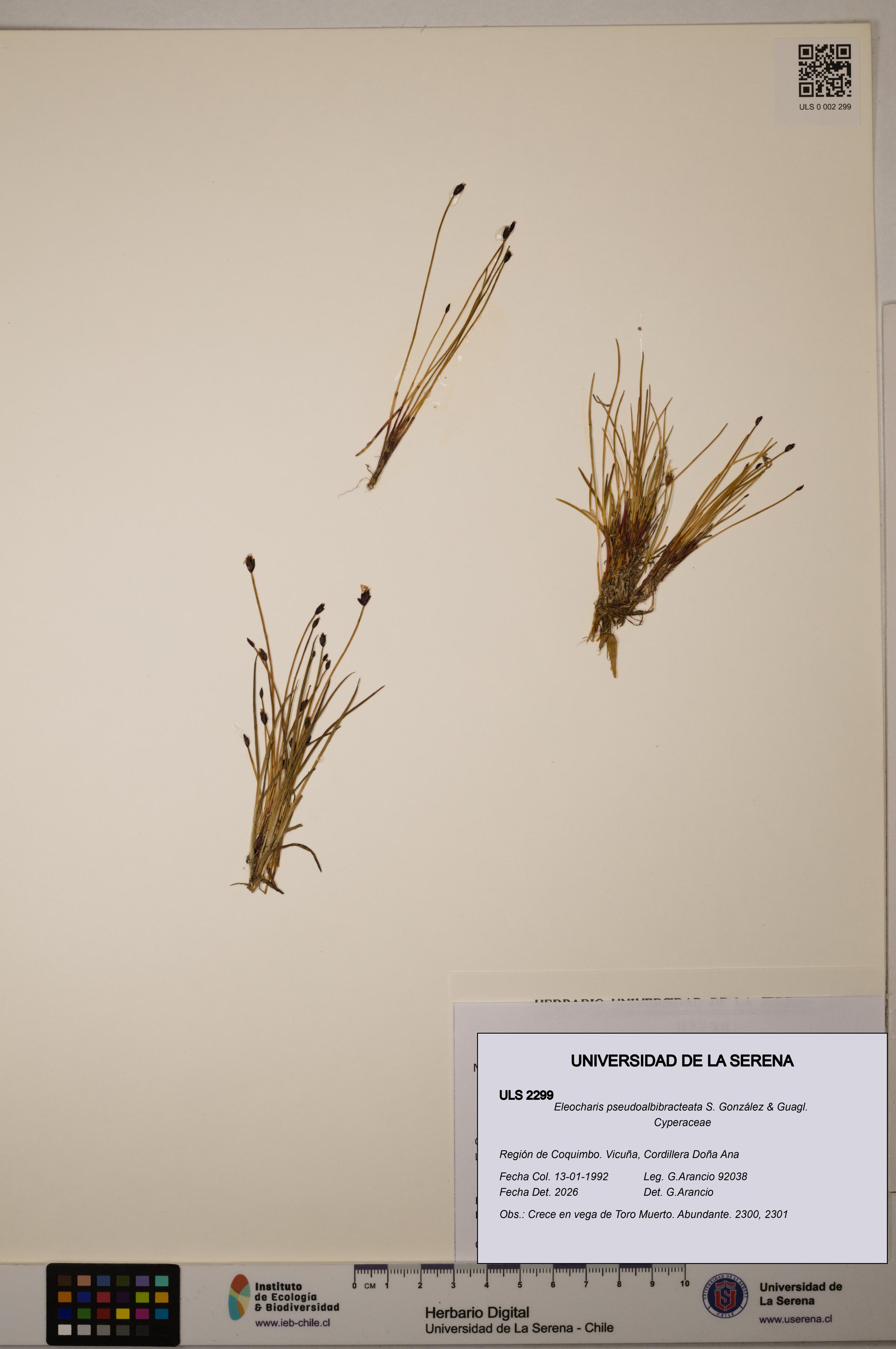 Eleocharis pseudoalbibracteata [Espécimen: ULS:ULS:0002299]