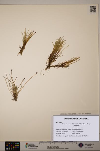 Eleocharis pseudoalbibracteata [Espécimen: ULS:ULS:0002300]