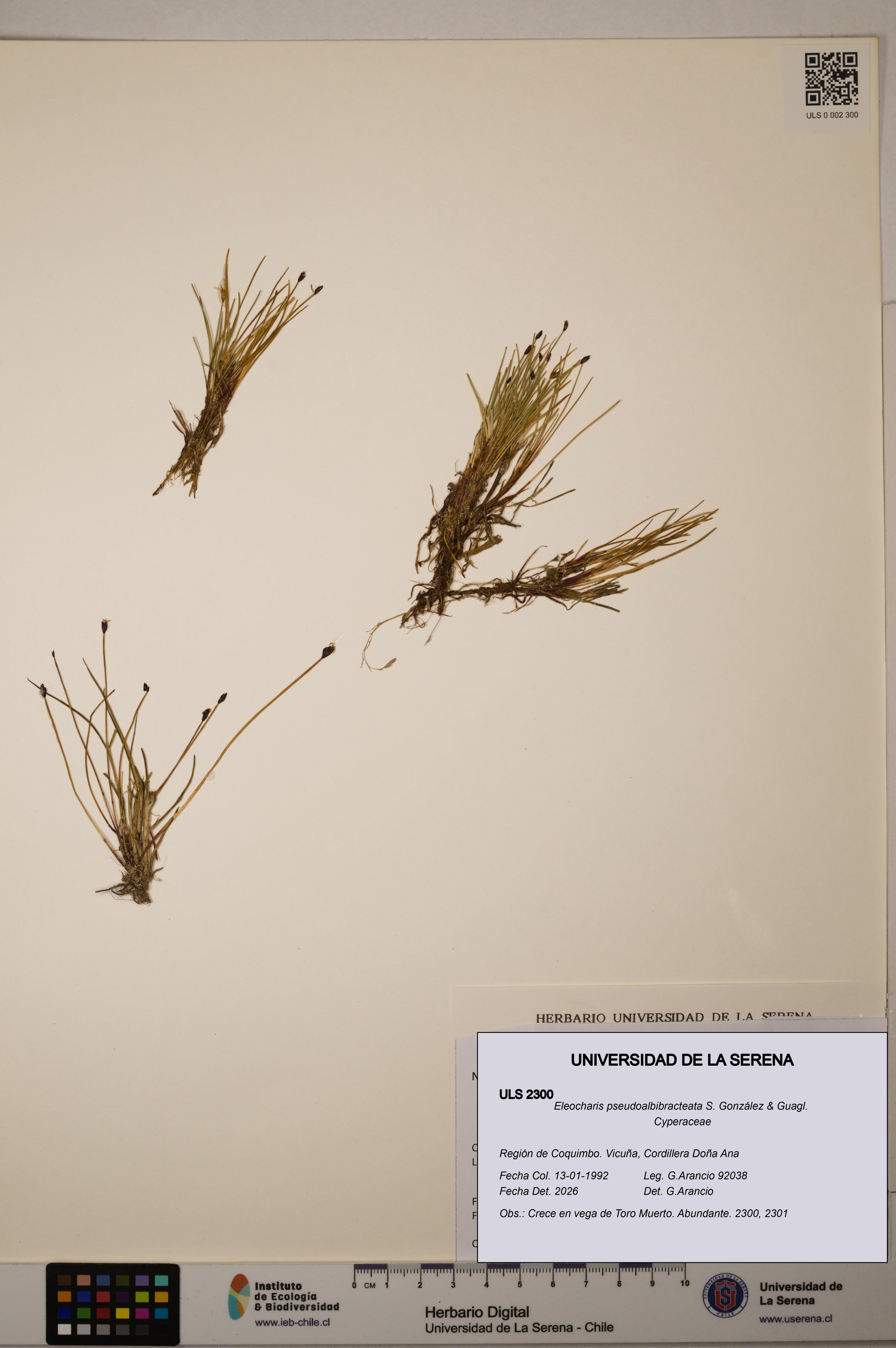 Eleocharis pseudoalbibracteata [Espécimen: ULS:ULS:0002300]