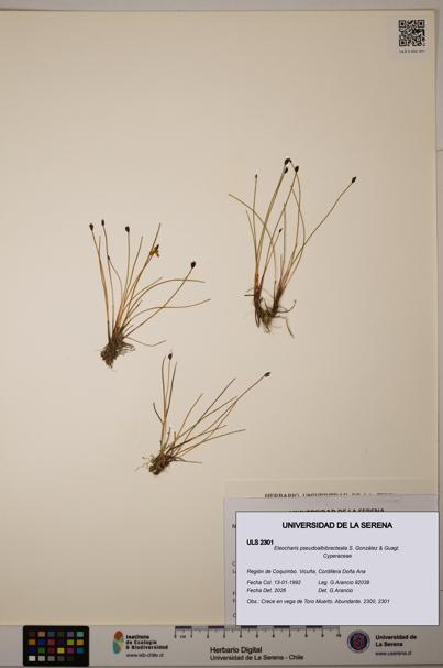 Eleocharis pseudoalbibracteata [Espécimen: ULS:ULS:0002301]